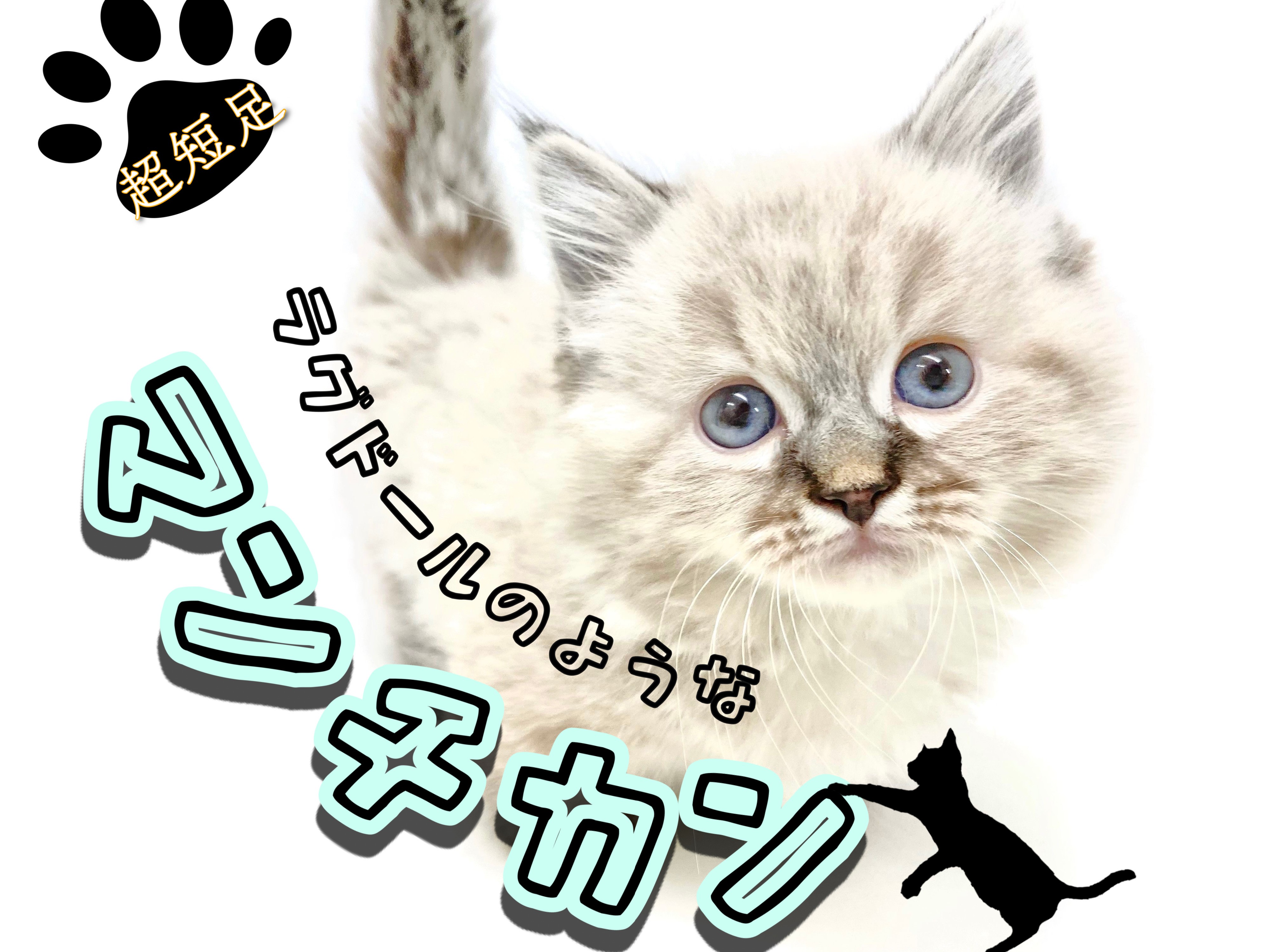 マンチカン 】驚異的な足の短さ！ラグドールにそっくりなマンチカン