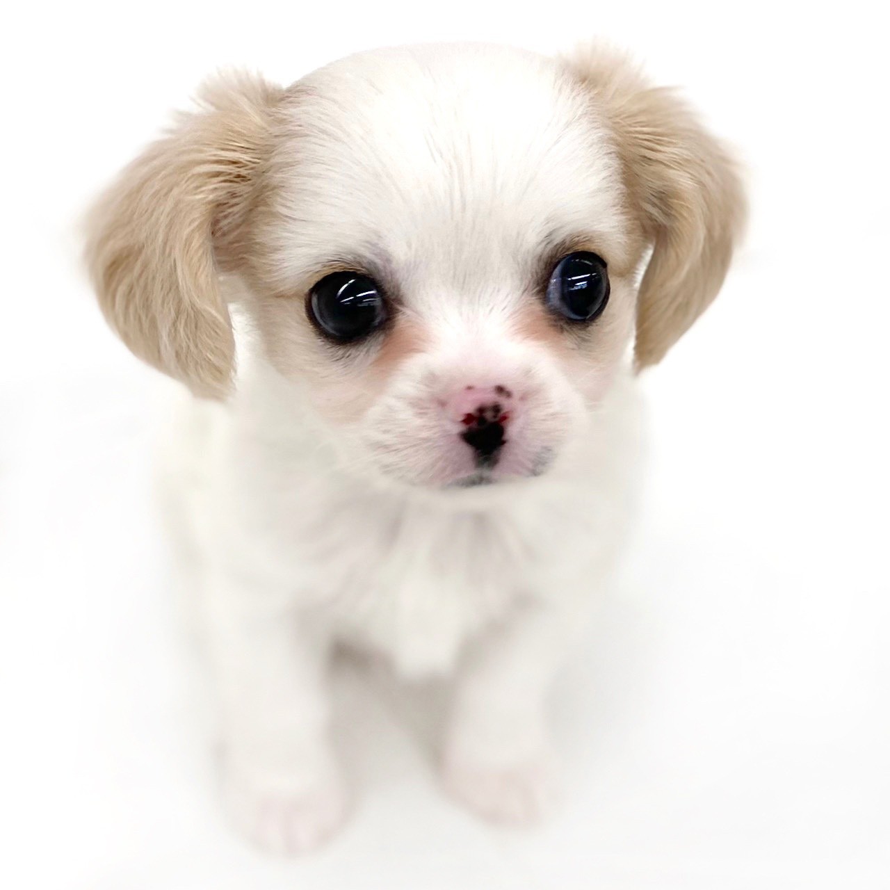 トイプー・チワワ・柴犬・パグ・マルチーズ・シーズ・ヨーキー