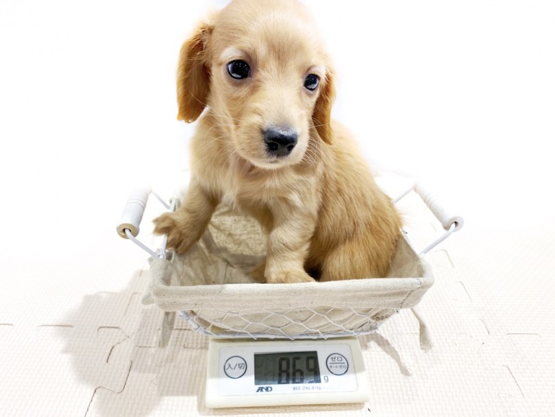 成犬時は4.5kg前後を予定 | ミニチュア・ダックスフント （11826） - 横浜 白楽店
