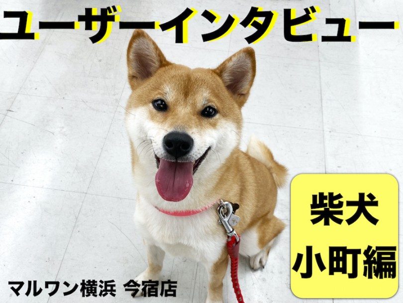 【ユーザーレビュー】横浜今宿店の卒業生インタビュー！初めての柴犬編！