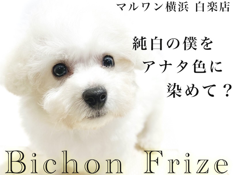 ビションフリーゼ 小さめの純白アフロ犬 子犬の時期に触っておく2箇所とは マルワンblog ペットショップ マルワン 小さめ子犬 美形な子猫 初心者安心のサポート