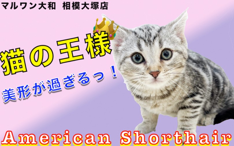【 アメリカンショートヘア 】シルバータビーと模様が美しい！懐っこい猫の育て方