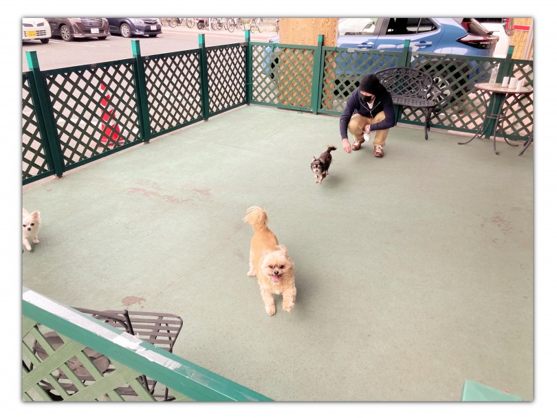 ワンちゃんの感情開放をさせてあげることが大切 | 犬同士のコミュニケーション方法とトレーニングの本質を考える - 横浜 大倉山店