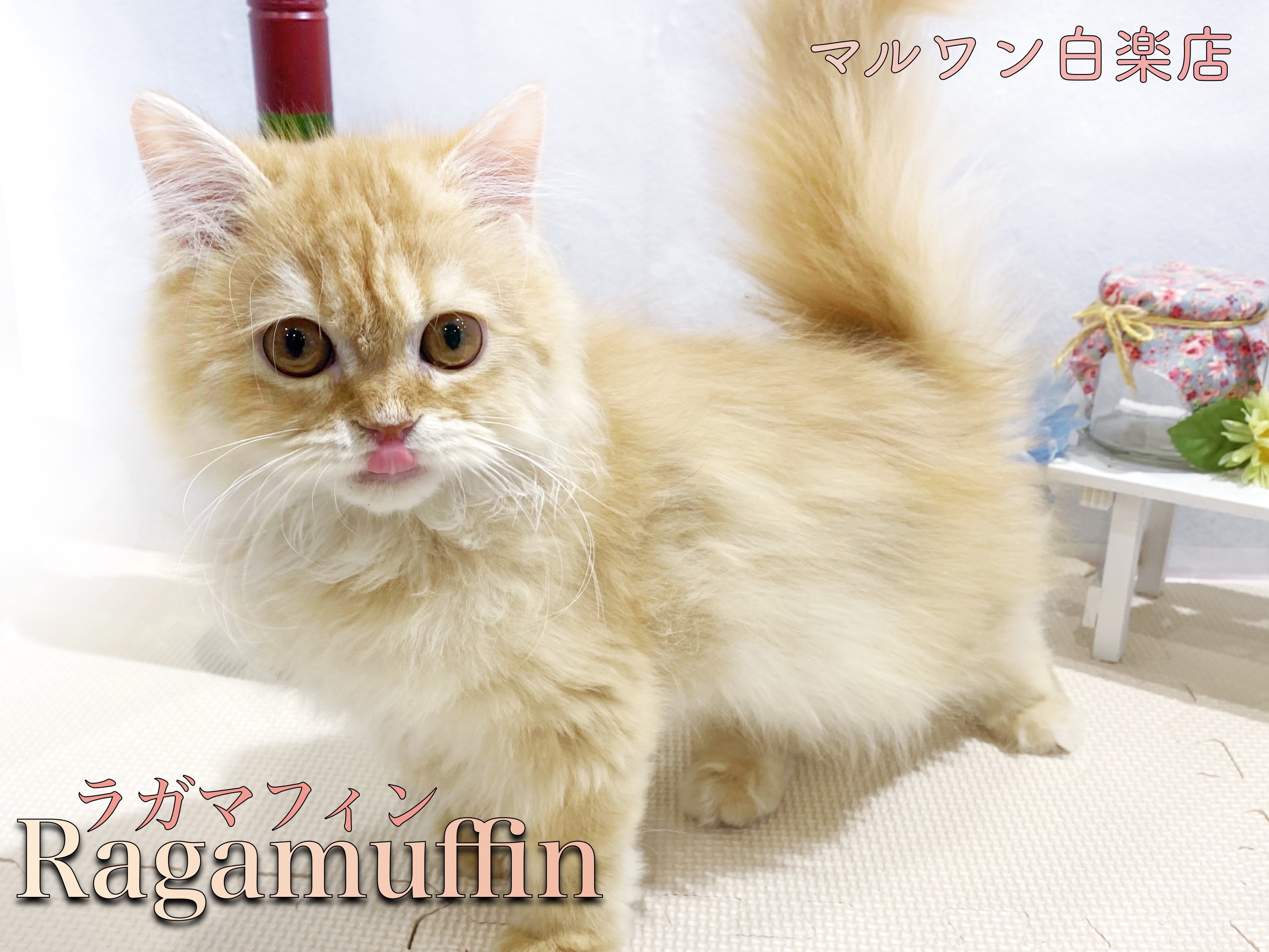 ラガマフィン 】猫界の新星！ぬいぐるみ級の可愛さ！ブラッシングの