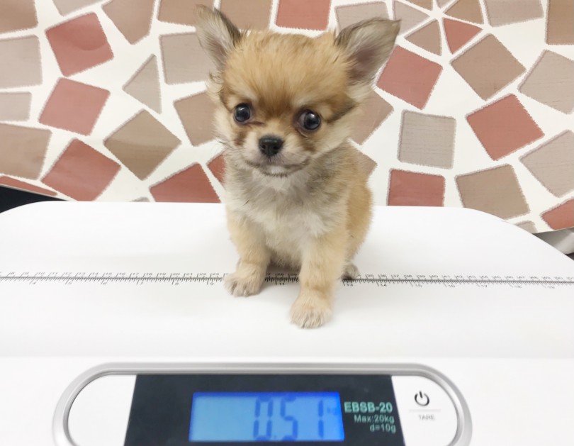 現在生後2ヶ月のチワワ君の体重は0.51kg | チワワ （914653） - 志村坂下店