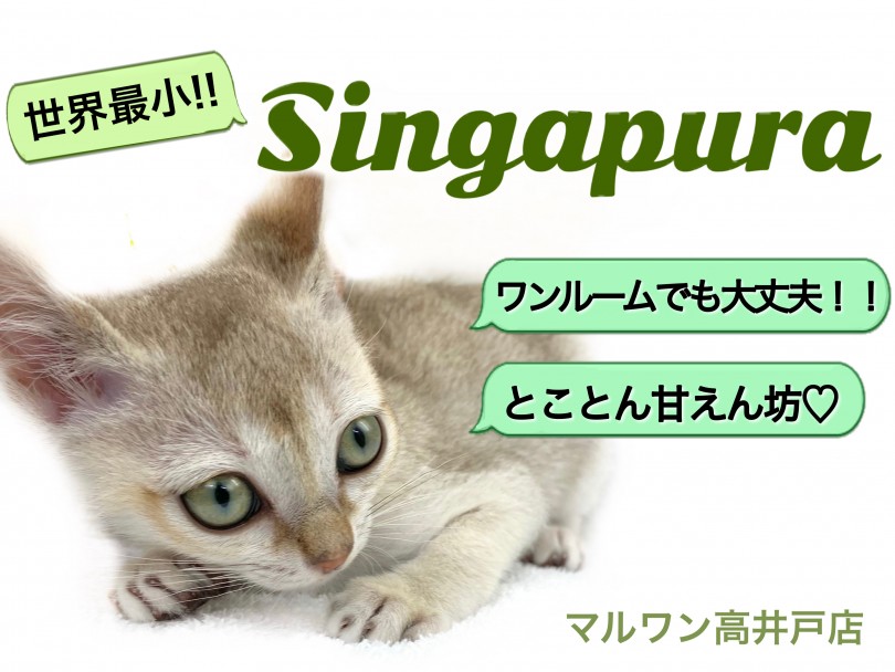 【 シンガプーラ 】一人暮らしの方必見！ワンルームに最適！世界最小の猫！