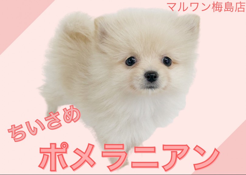 【 ポメラニアン 】可愛い小さめクリームポメ！子犬の簡単トレーニングも教えます！