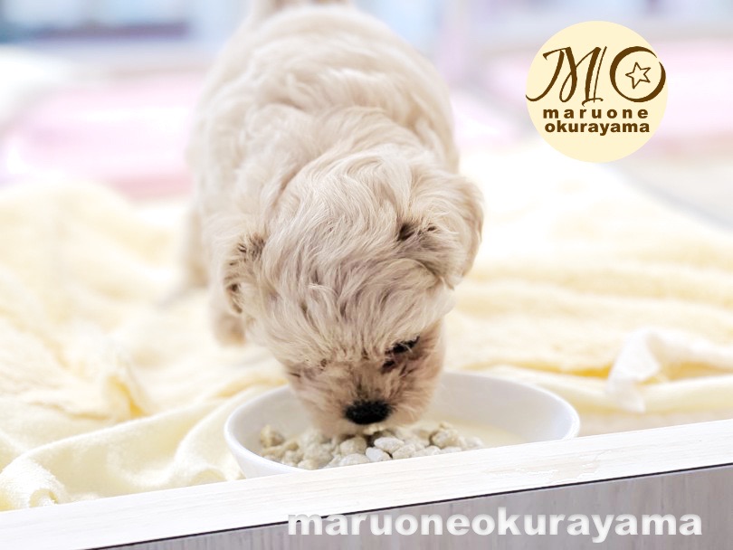 MIXちゃんは大好きなものがいっぱい | MIX犬 ペキプー （6131014） - 横浜 大倉山店