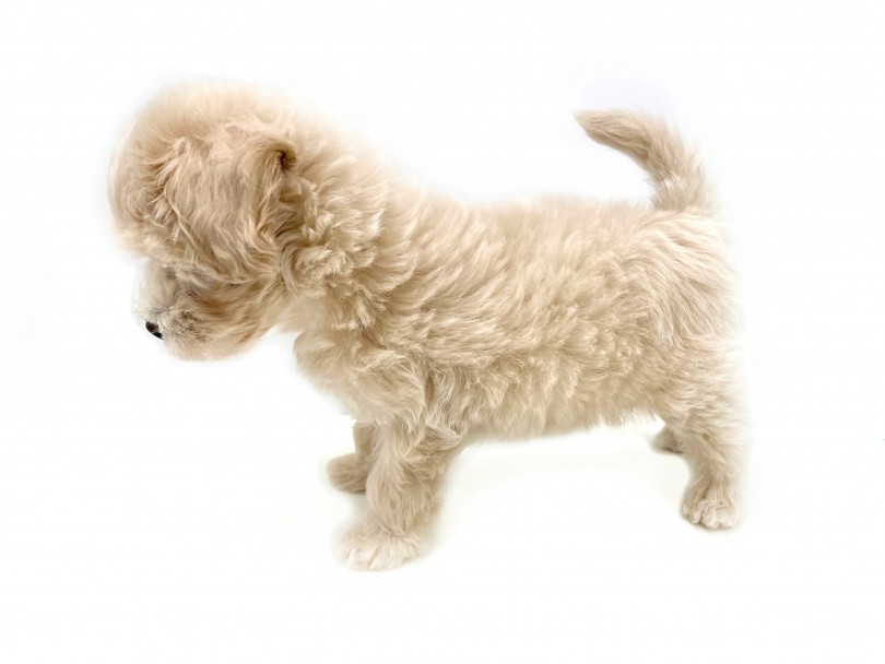 マルチーズ プードル ハイブリットなmix犬マルプー 良い所取りの人気犬種 マルワンblog ペットショップ マルワン 小さめ子犬 美形な子猫 初心者安心のサポート