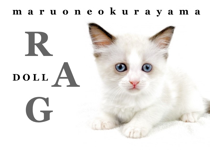 ら*な様 猫の女の子♡アクアマリンちゃん♡.。.:*・゜ d68d1c9c1d581cf153e21730b39880