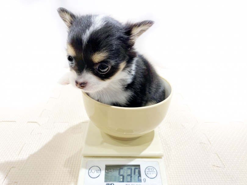 成犬時は2.5kg前後に成長する予定 | チワワ （11823） - 横浜 白楽店