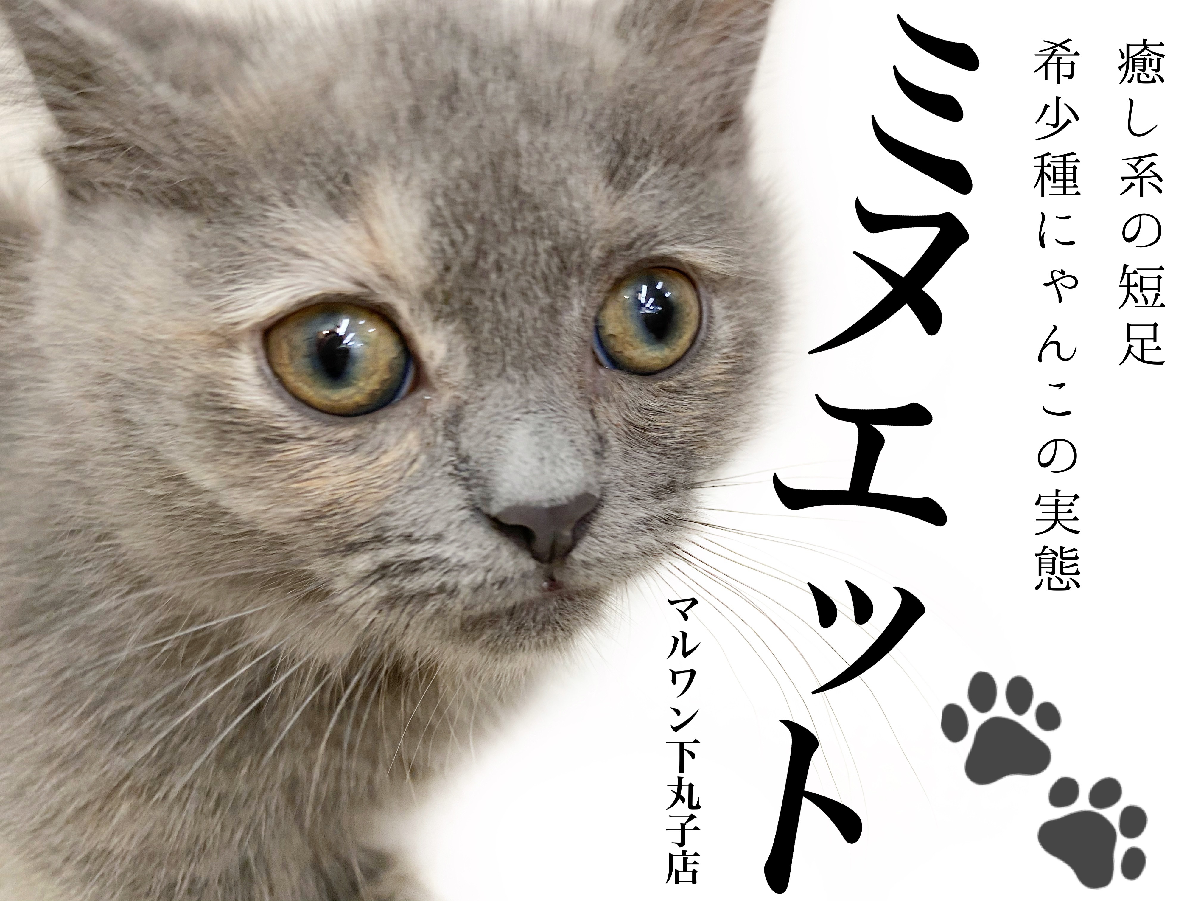 ミヌエット 】癒し系の短足にゃんこ、希少種の子猫ちゃんの実態はいかに？！ | マルワンBLOG | ペットショップ マルワン 小さめ子犬 美形な子猫  初心者安心のサポート