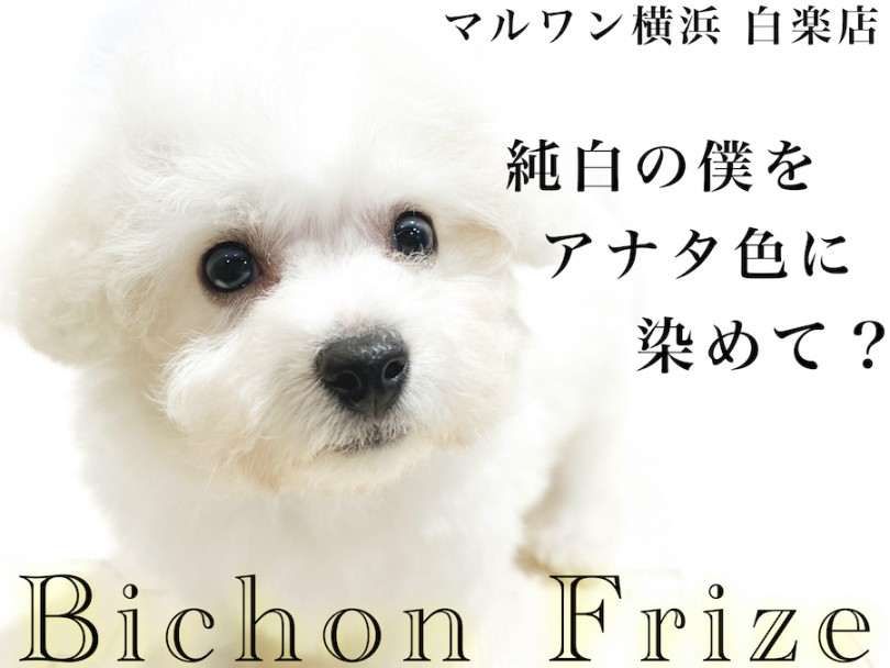 【 ビションフリーゼ 】小さめの純白アフロ犬！子犬の時期に触っておく2箇所とは？