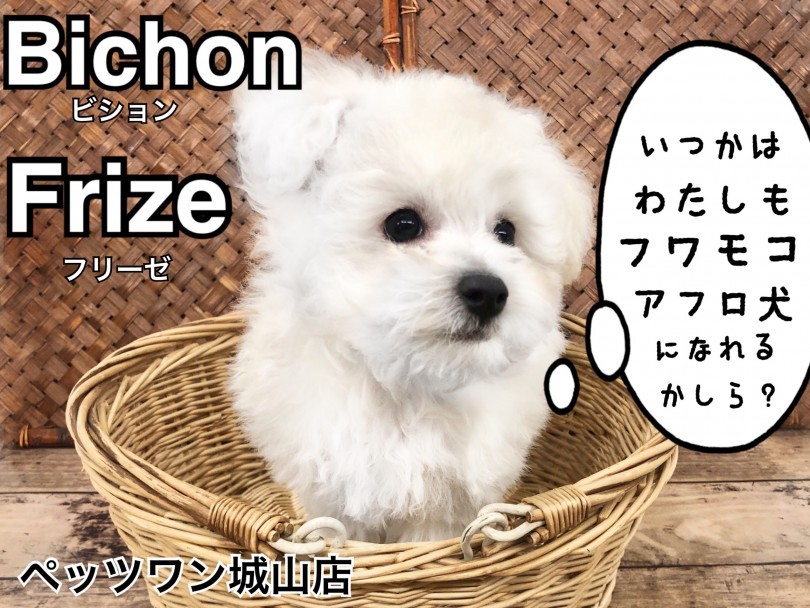 ビションフリーゼ 将来はモコモコアフロカット フランスの人気愛玩犬 マルワンblog ペットショップ マルワン 小さめ子犬 美形な子猫 初心者安心のサポート