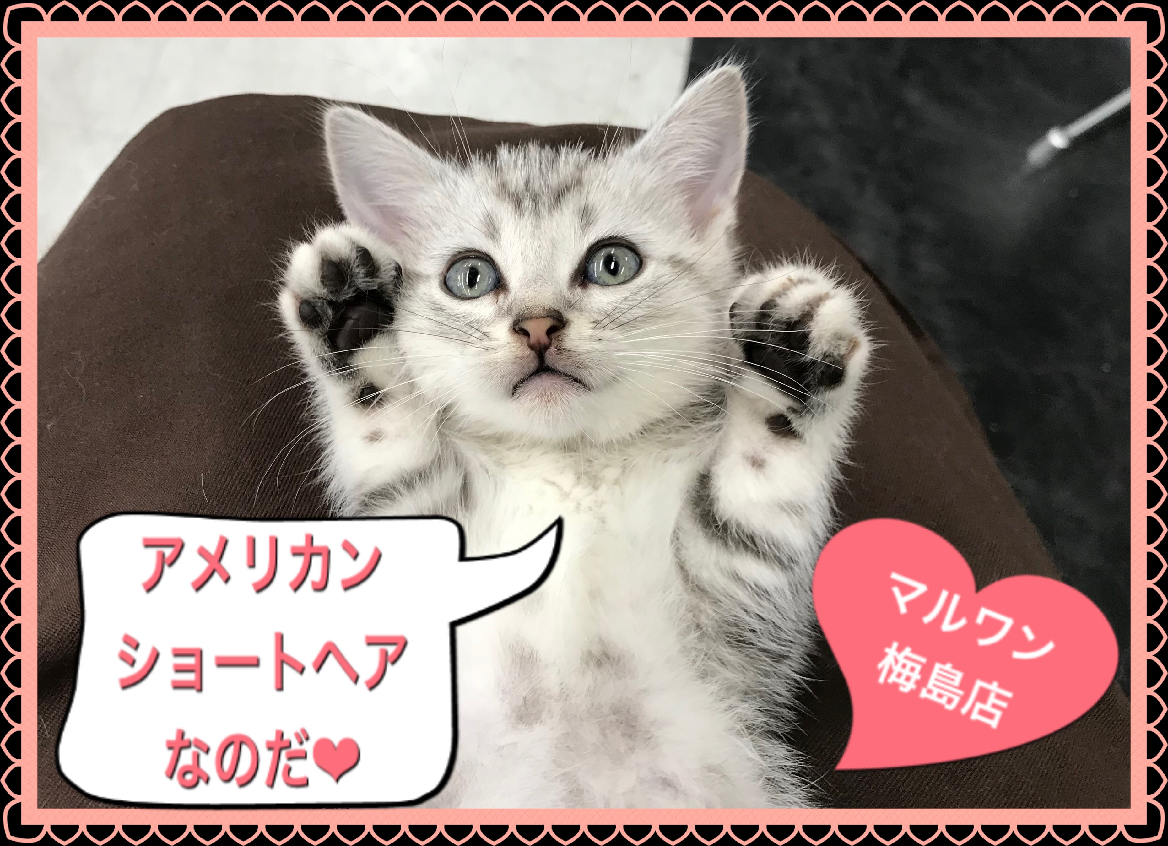 アメリカンショートヘア 】人馴れしているなら！シルバータビーの