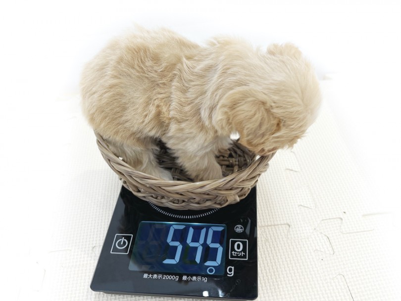 生後50日時点での体重は545g | MIX犬 マルプー （814678） - 大和 相模大塚店