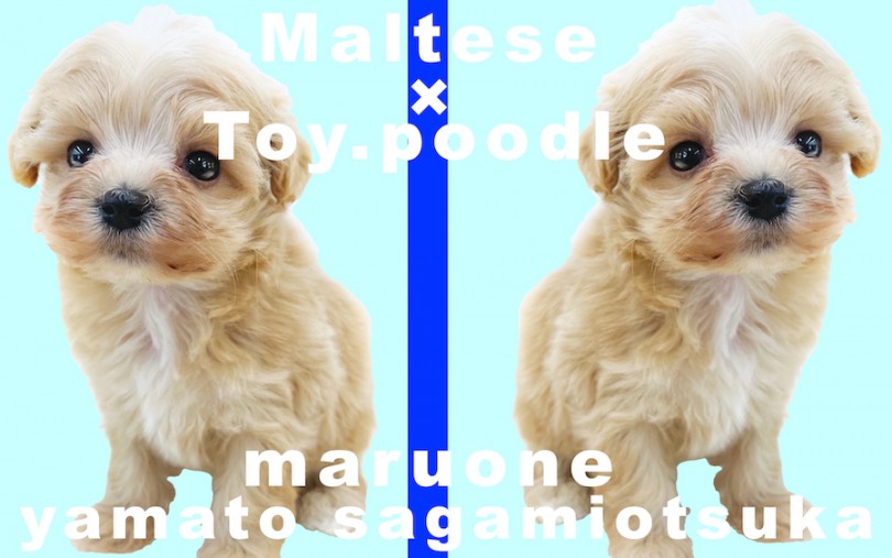 Mix犬 可愛さと飼いやすさを兼ね揃えたマルプー ユーザー目線で魅力を語る マルワンblog ペットショップ マルワン 小さめ子犬 美形な子猫 初心者安心のサポート