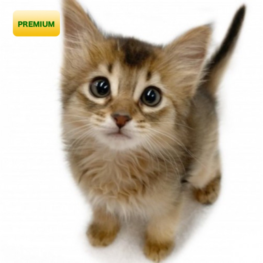 ソマリ ペットショップ マルワン 小さめ子犬 美形な子猫 初心者安心のサポート