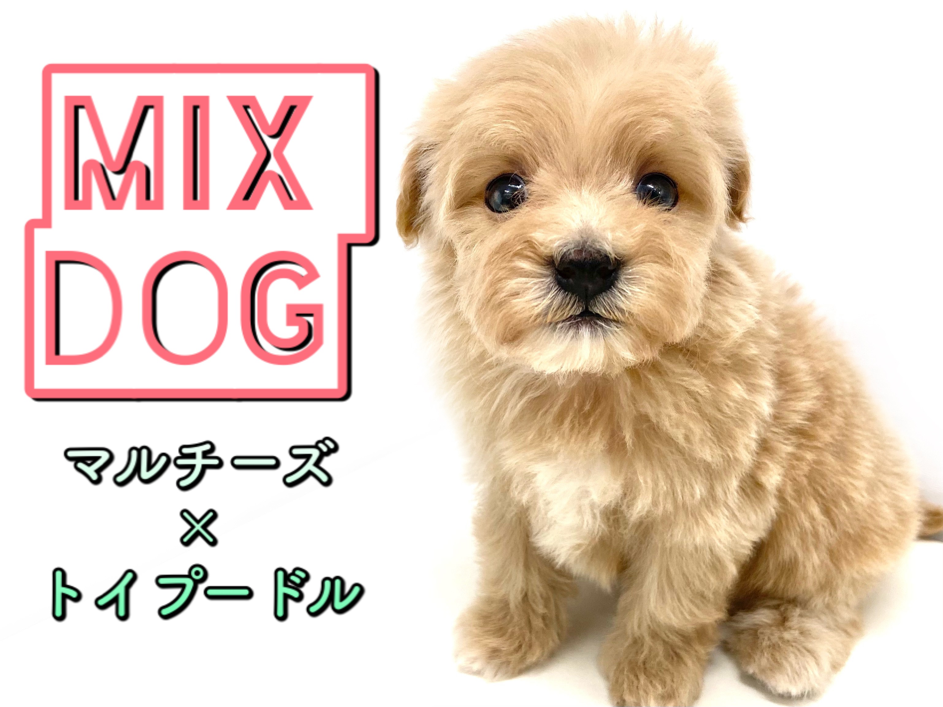 マルちゃん Amazon.co.jp: 東洋水産 マルちゃん正麺 カップ 辛ニボ 122g×12