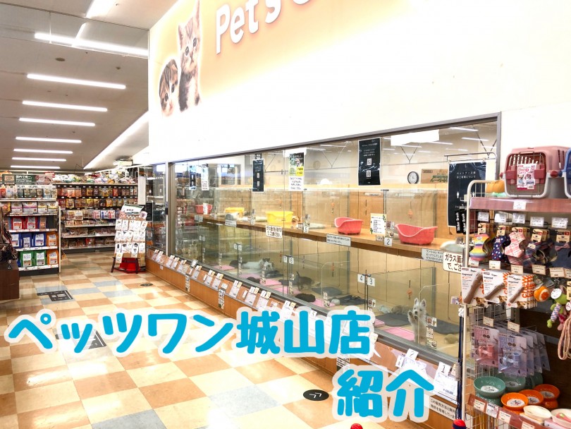 店舗紹介 21年カインズホーム城山店内 ペッツワン城山店 をご紹介 マルワンblog ペットショップ マルワン 小さめ子犬 美形な子猫 初心者安心のサポート