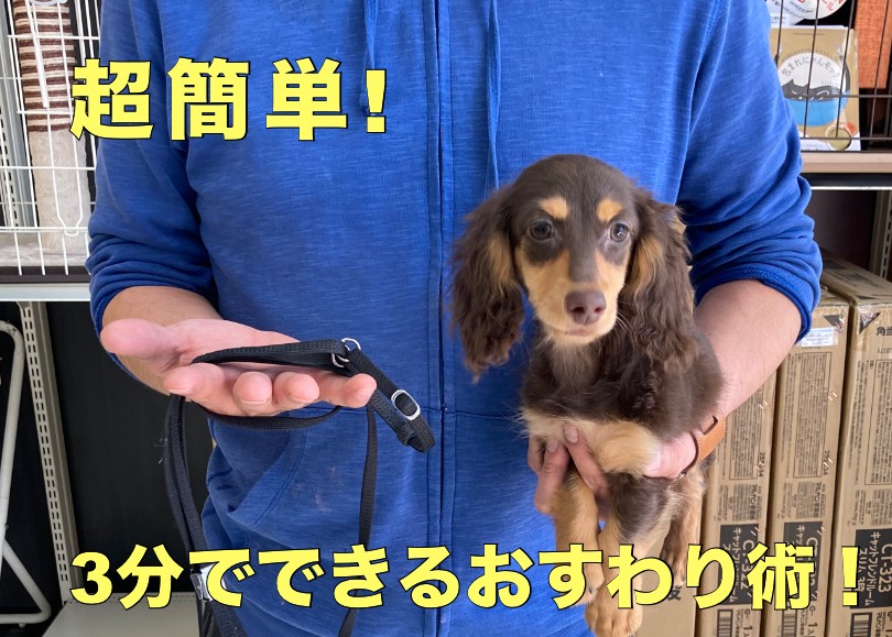 トイプードル「お座りポーズ」 超初心者向け】犬の「おすわり・フセ」のしつけ方【トイプードル