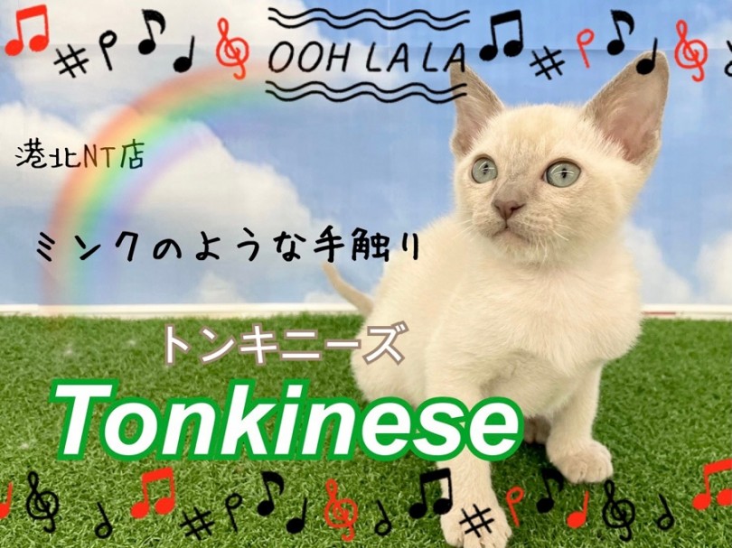 【 トンキニーズ 】プラチナカラーの美猫がやってきた！
