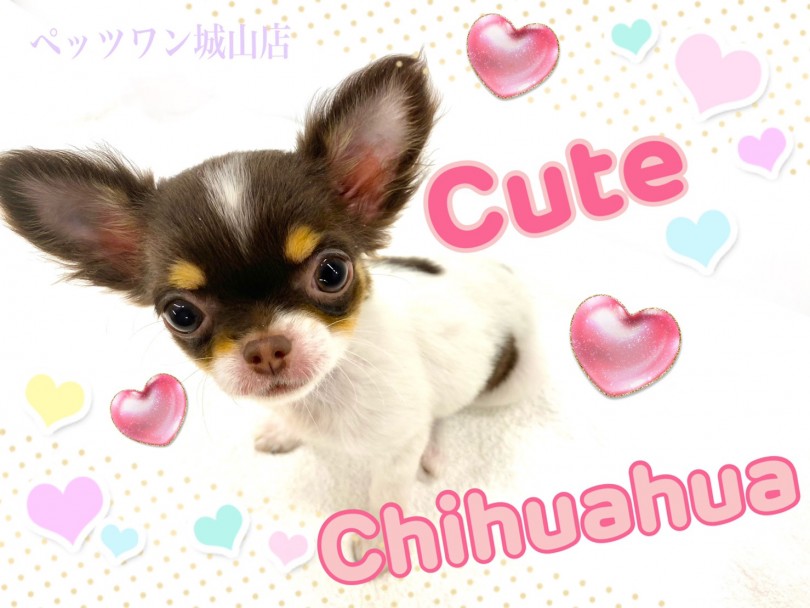 チワワ 大きな目 大きな耳の可愛らしいキュートチワワ マルワンblog ペットショップ マルワン 小さめ子犬 美形な子猫 初心者安心のサポート