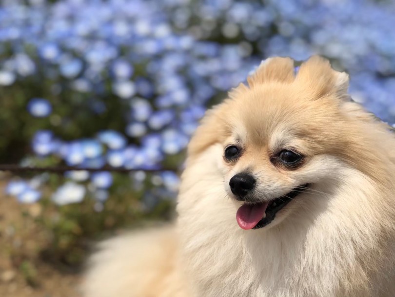 お花の写真はもちろん、愛犬を並べて写真を撮るのもとっても映えます♡ | ペットショップ店員の小旅行  - 横浜 白楽店