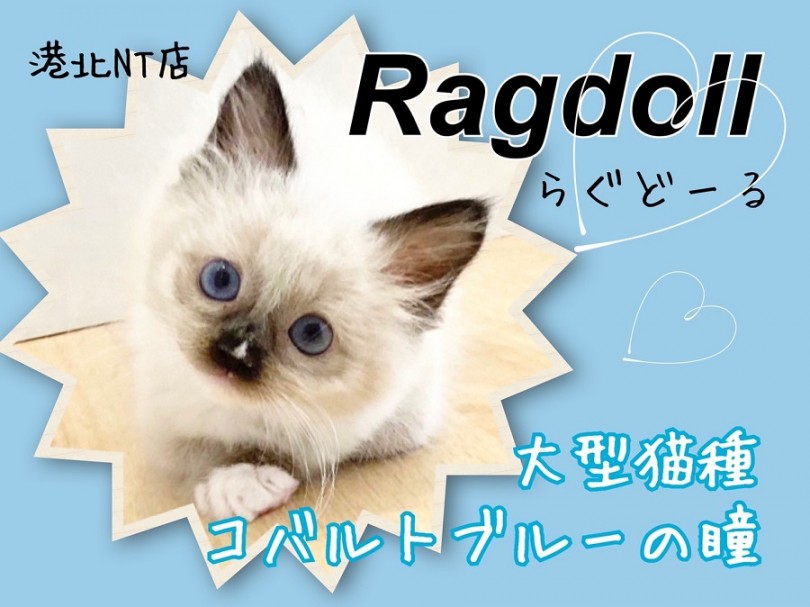 【 ラグドール 】大型猫さん！コバルトブルーの瞳のラグドール君