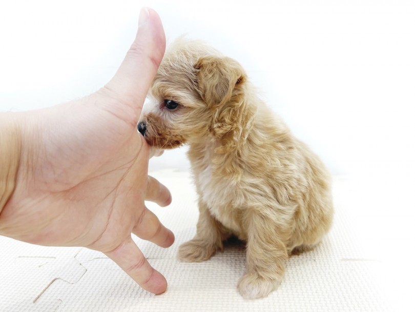 人差し指にアゴをちょこんと乗せて落ち着いてくれるマルプーちゃん | MIX犬 マルプー （814678） - 大和 相模大塚店