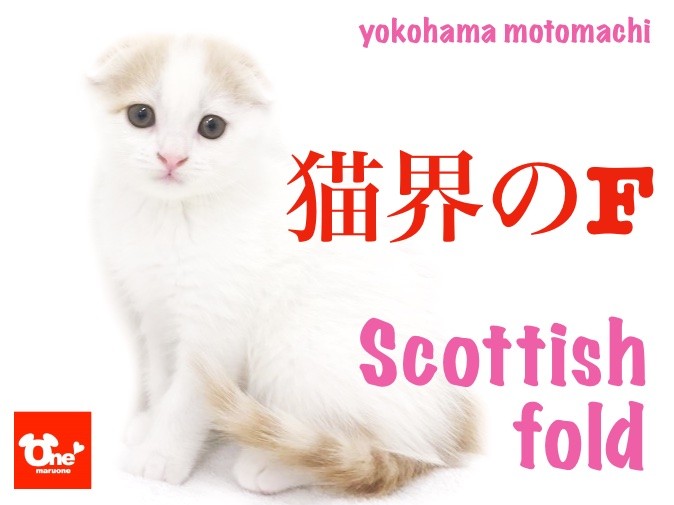 スコティッシュフォールド 】「猫界のF」！？超垂れ耳スコの女の子登場