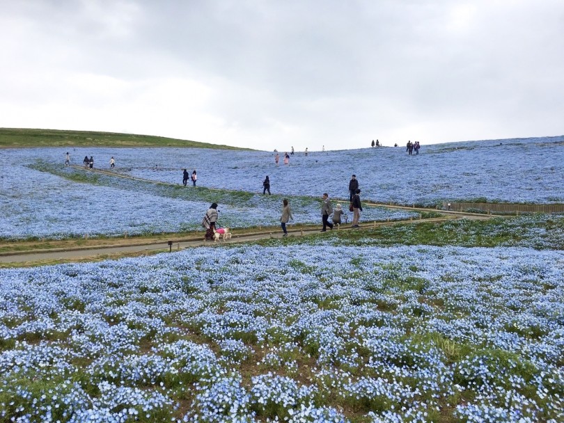 すごく大きな公園なので、お花を見ながら1周回るだけでもボリューム満載！ | ペットショップ店員の小旅行  - 横浜 白楽店