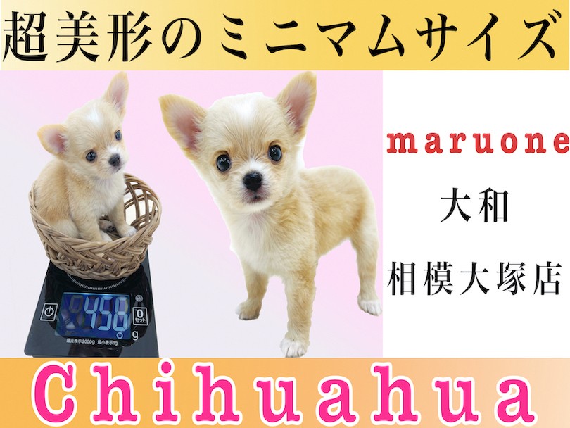 【 チワワ 】マニアが語る！生後50日で456g!小さめの手乗りサイズ 