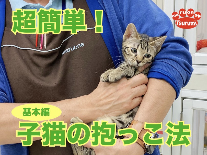 【 トレにゃんこ 】超簡単！子猫が大人しく抱っこをさせてくれる方法！