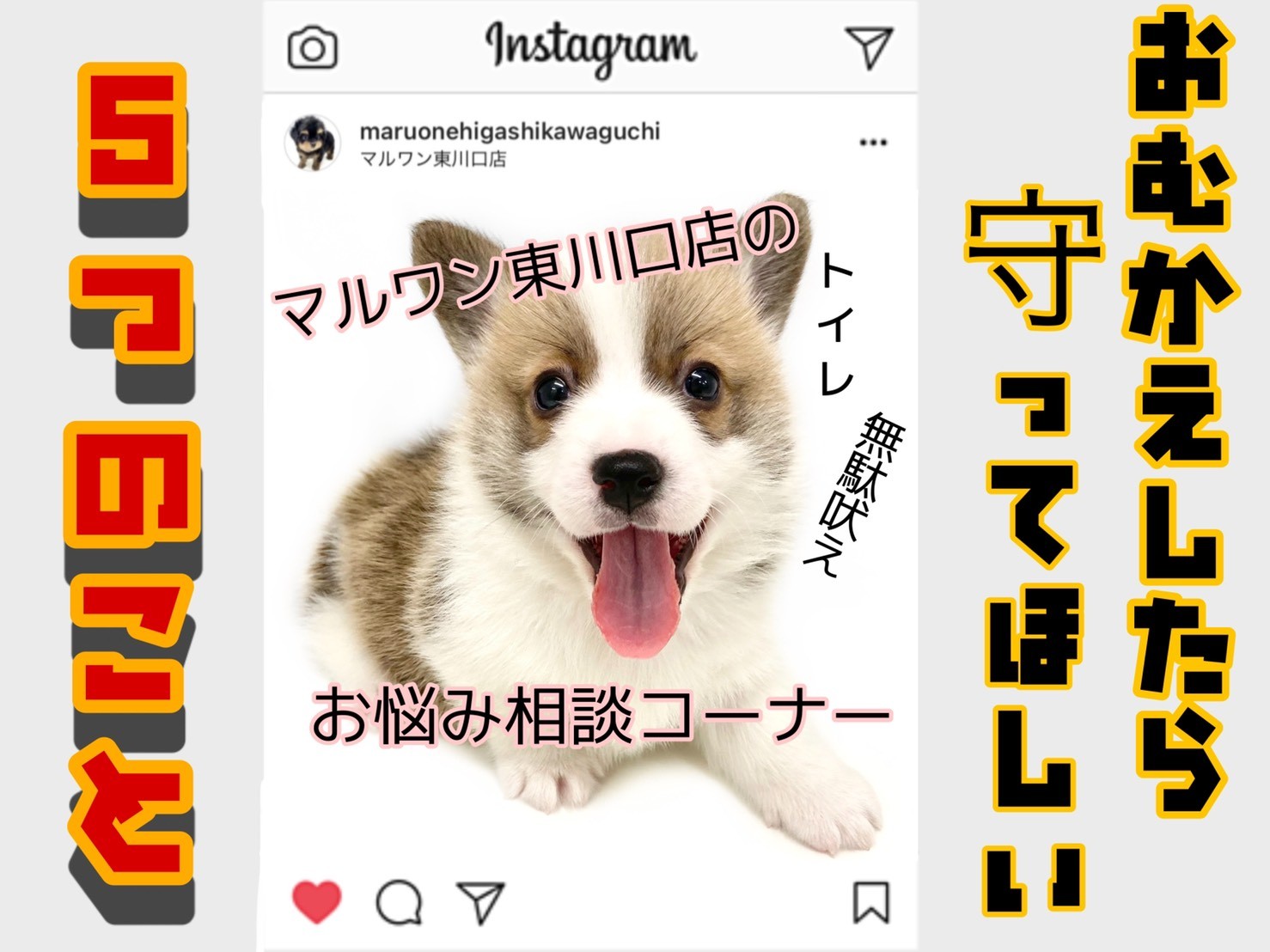 子犬のしつけ トイレ 分離不安予防 お迎えから10日間守って頂きたいルール解説 マルワンblog ペットショップ マルワン 小さめ子犬 美形な子猫 初心者安心のサポート