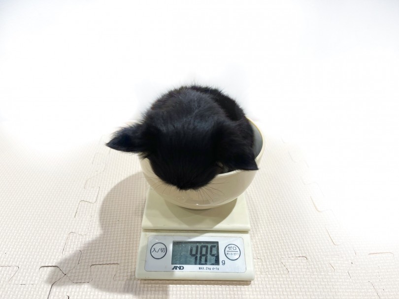 入店時の体重は485gとかなり小柄なチワワちゃん！ | チワワ （11829） - 横浜 白楽店