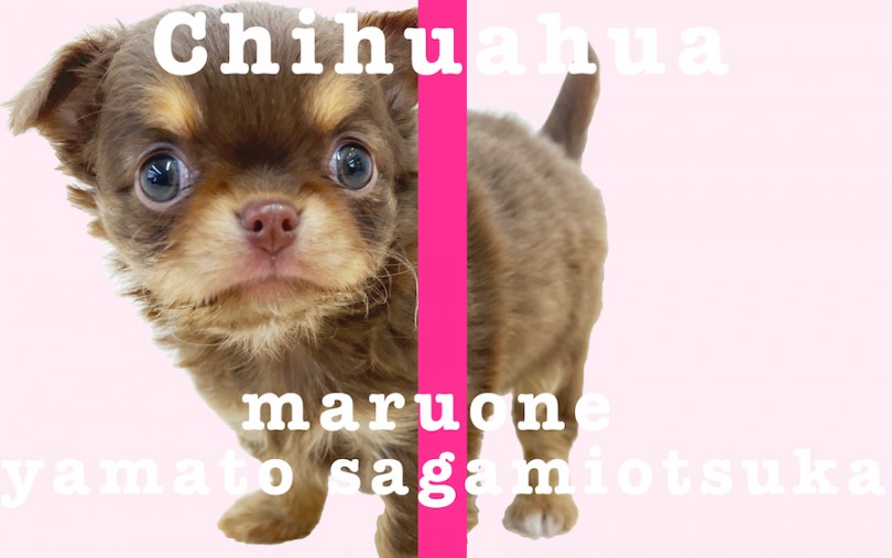 チワワ 人気の高いチョコタンカラー 小さめ ドワーフ体型で抜群の可愛さ マルワンblog ペットショップ マルワン 小さめ子犬 美形な子猫 初心者安心のサポート