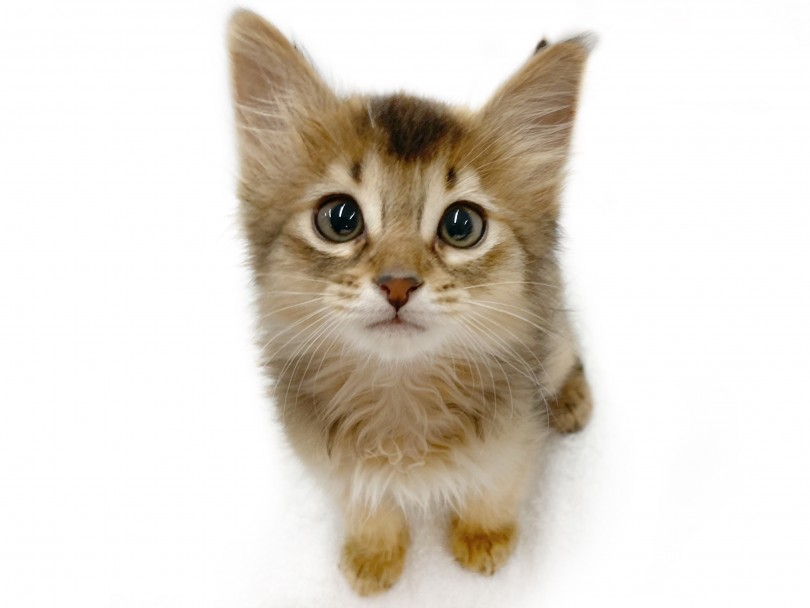 ソマリ 可愛いすぎる見た目や性格 ソマリ好きの方必見 マルワンblog ペットショップ マルワン 小さめ子犬 美形な子猫 初心者安心のサポート