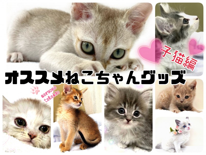 グッズ紹介 】プロが選ぶオススメ猫ちゃんグッズ！ 子猫編