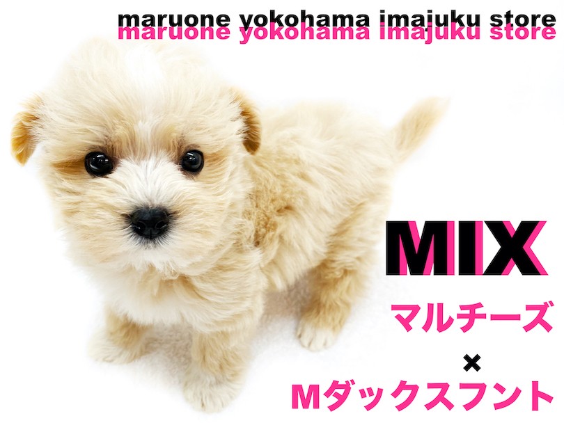 マルックス 】初心者必見の最強MIX！胴長短足のぬいぐるみ系甘えんBOY ...