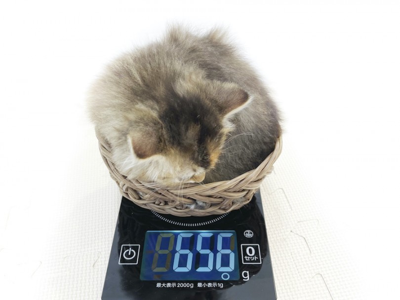 生後50日の体重は656g！成猫時の予想体重は5,5kg前後 | サイベリアン （814679） - 大和 相模大塚店