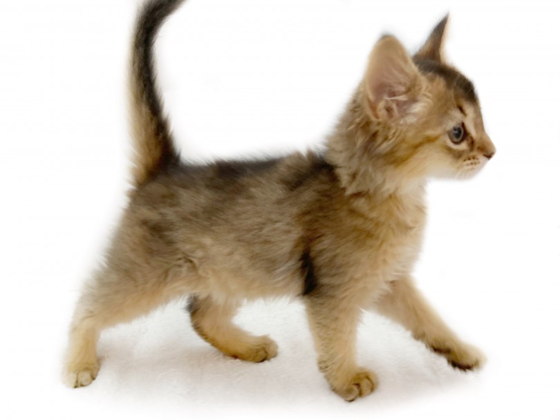 ソマリ 可愛いすぎる見た目や性格 ソマリ好きの方必見 マルワンblog ペットショップ マルワン 小さめ子犬 美形な子猫 初心者安心のサポート