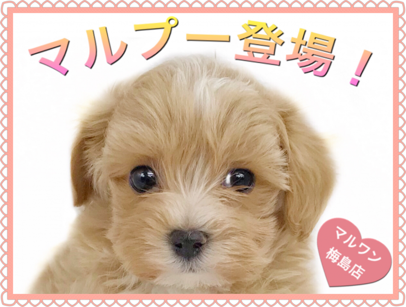 【 MIX・マルプー 】梅島店大人気犬種！ 飼いやすい賢い性格です！
