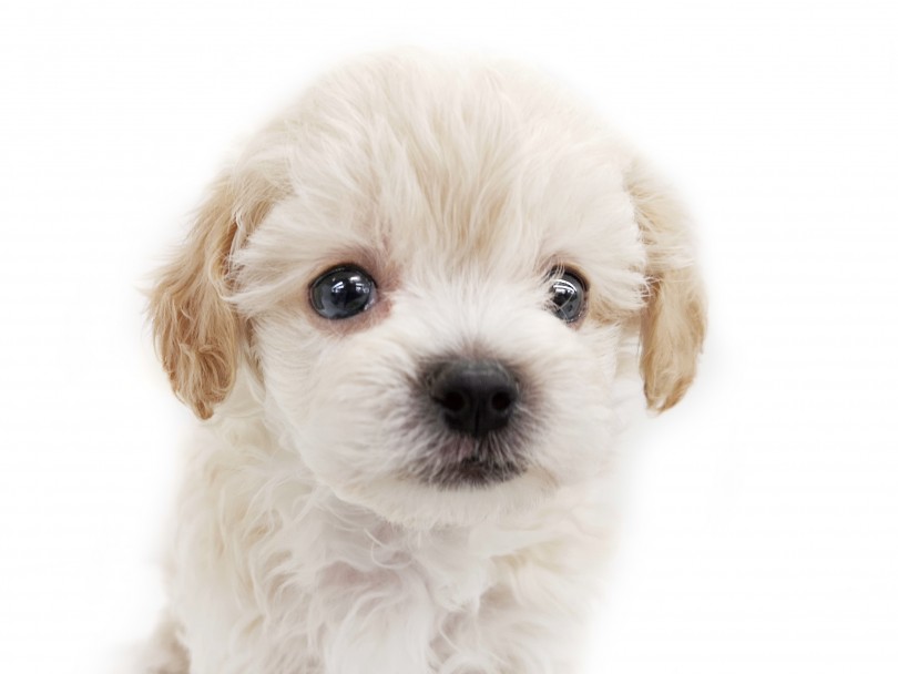 瞳の大きさが可愛さの大きさ！ | MIX犬 マルプー （119287） - 梅島店