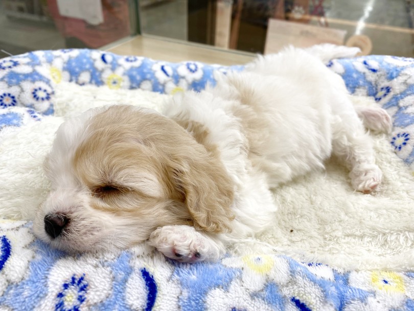 お昼寝タイム | MIX犬 キャバション （413015） - さいたま 武蔵浦和店