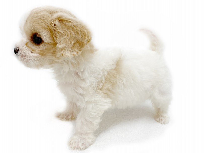 ホワイトとクリームカラーが美しいウェービーな被毛！ | MIX犬 キャバション （413015） - さいたま 武蔵浦和店