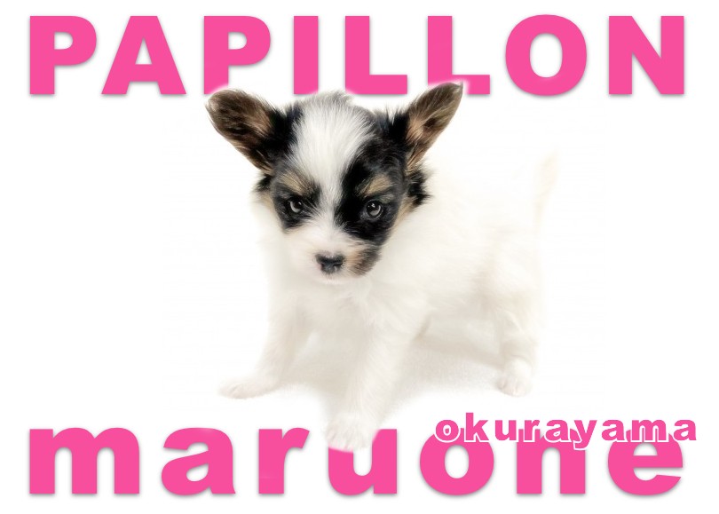 パピヨン 】蝶が羽を開いたような魅力的なお耳の女の子 | マルワンBLOG