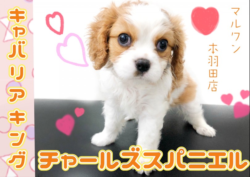 キャバリアキングチャールズスパニエル 癒し犬代表 温厚レディ登場 マルワンblog ペットショップ マルワン 小さめ子犬 美形な子猫 初心者安心のサポート