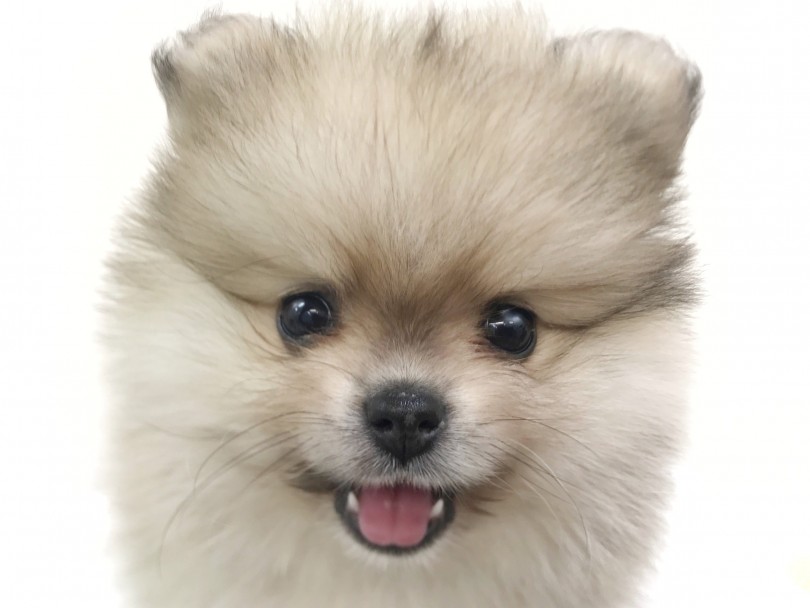 ポメラニアン 激カワカラー クリームセーブルの子たぬき系ポメ登場 マルワンblog ペットショップ マルワン 小さめ子犬 美形な子猫 初心者安心のサポート