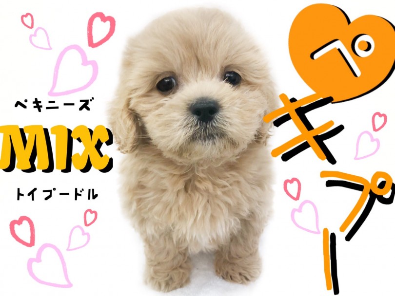 ペキプー 短足とぬいぐるみfaceの最強コラボ おっとり癒し系mix登場 マルワンblog ペットショップ マルワン 小さめ子犬 美形な子猫 初心者安心のサポート